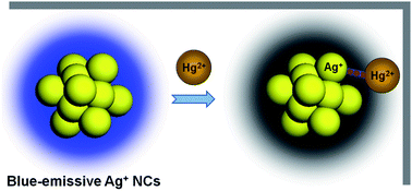 Graphical abstract: Highly luminescent Ag+ nanoclusters for Hg2+ ion detection