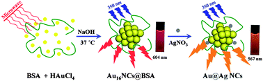 Graphical abstract: Microwave-assisted synthesis of BSA-protected small gold nanoclusters and their fluorescence-enhanced sensing of silver(i) ions