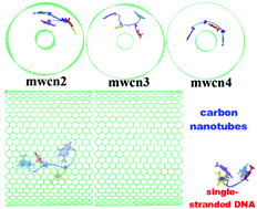 Graphical abstract: Steered molecular dynamics simulation study on dynamic self-assembly of single-stranded DNA with double-walled carbon nanotube and graphene