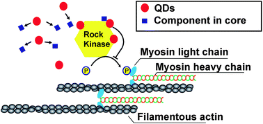 Graphical abstract: Quantum dots impair macrophagic morphology and the ability of phagocytosis by inhibiting the Rho-associated kinase signaling