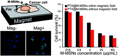 Graphical abstract: Magnetic field enhanced cell uptake efficiency of magnetic silica mesoporous nanoparticles