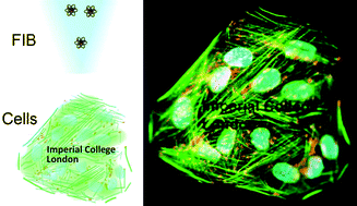 Graphical abstract: Correlative light-ion microscopy for biological applications