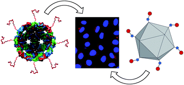 Graphical abstract: Guiding plant virus particles to integrin-displaying cells