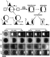 Graphical abstract: Seeing the electroporative uptake of cell-membrane impermeable fluorescent molecules and nanoparticles