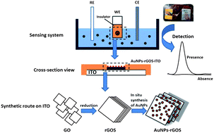 Graphical abstract: Indium tin oxide-coated glass modified with reduced graphene oxide sheets and gold nanoparticles as disposable working electrodes for dopamine sensing in meat samples