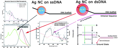 Graphical abstract: Bright two-photon emission and ultra-fast relaxation dynamics in a DNA-templated nanocluster investigated by ultra-fast spectroscopy