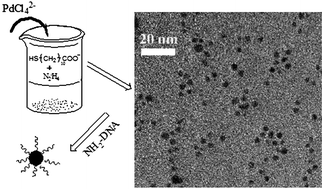 Graphical abstract: Preparation of carboxyl group-modified palladium nanoparticles in an aqueous solution and their conjugation with DNA