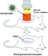 Graphical abstract: Gold nanorods in an oil-base formulation for transdermal treatment of type 1 diabetes in mice