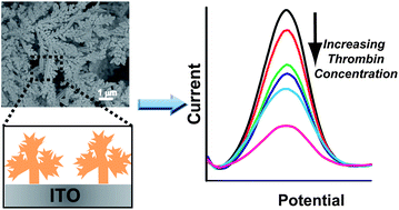 Graphical abstract: Fractal gold modified electrode for ultrasensitive thrombin detection