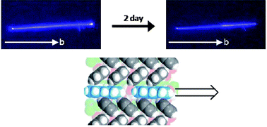 Graphical abstract: A molecular-sized tunnel-porous crystal with a ratchet gear structure and its one-way guest-molecule transportation property