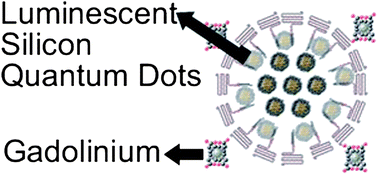Graphical abstract: Bioconjugation of luminescent silicon quantum dots to gadolinium ions for bioimaging applications
