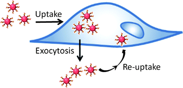 Graphical abstract: Exocytosis of peptide functionalized gold nanoparticles in endothelial cells