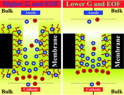 Graphical abstract: Electrokinetic ion and fluid transport in nanopores functionalized by polyelectrolyte brushes