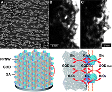 Graphical abstract: Amperometric biosensor based on 3D ordered freestanding porous Pt nanowire array electrode