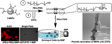 Graphical abstract: Hybrid nanoparticle architecture for cellular uptake and bioimaging: direct crystallization of a polymer immobilized with magnetic nanoparticles on carbon nanotubes