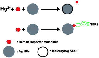 Graphical abstract: Enhanced sensitivity of a direct SERS technique for Hg2+ detection based on the investigation of the interaction between silver nanoparticles and mercury ions