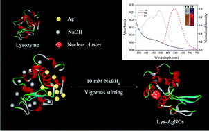 Graphical abstract: Facile synthesis of red-emitting lysozyme-stabilized Ag nanoclusters