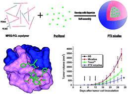 Graphical abstract: Improving anti-tumor activity with polymeric micelles entrapping paclitaxel in pulmonary carcinoma