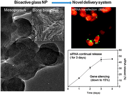 Graphical abstract: Capacity of mesoporous bioactive glass nanoparticles to deliver therapeutic molecules