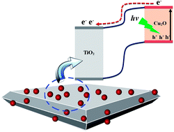 Graphical abstract: In situ loading of ultra-small Cu2O particles on TiO2 nanosheets to enhance the visible-light photoactivity