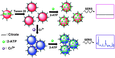 Graphical abstract: Sensitive and selective SERS probe for trivalent chromium detection using citrate attached gold nanoparticles