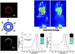 Graphical abstract: Soft nanomaterial-based targeting polymersomes for near-infrared fluorescence multispectral in vivo imaging