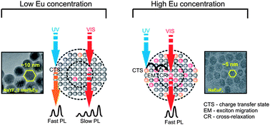 Graphical abstract: On the nature of carrier relaxation and ion–ion interactions in ultrasmall β-NaYF4:Eu3+ nanocrystals – effect of the surface