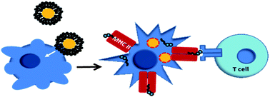 Graphical abstract: Factors affecting T cell responses induced by fully synthetic glyco-gold-nanoparticles