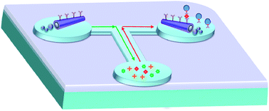 Graphical abstract: Micromotor-based lab-on-chip immunoassays