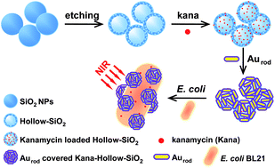 Graphical abstract: Gold nanorod-covered kanamycin-loaded hollow SiO2 (HSKAurod) nanocapsules for drug delivery and photothermal therapy on bacteria