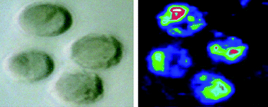 Graphical abstract: Cell imaging by graphene oxide based on surface enhanced Raman scattering