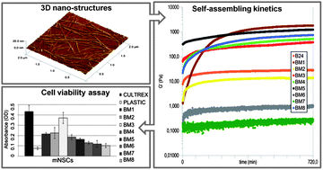 Graphical abstract: Synthesis and characterization of designed BMHP1-derived self-assembling peptides for tissue engineering applications