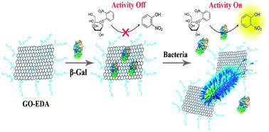 Graphical abstract: Simple colorimetric bacterial detection and high-throughput drug screening based on a graphene–enzyme complex