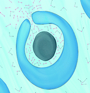 Graphical abstract: Fuel concentration dependent movement of supramolecular catalytic nanomotors