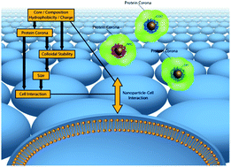 Graphical abstract: Surface charge of polymer coated SPIONs influences the serum protein adsorption, colloidal stability and subsequent cell interaction in vitro