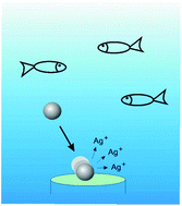 Graphical abstract: Direct electrochemical detection and sizing of silver nanoparticles in seawater media
