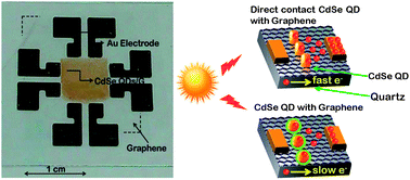 Graphical abstract: Synthesis of a CdSe–graphene hybrid composed of CdSe quantum dot arrays directly grown on CVD-graphene and its ultrafast carrier dynamics