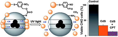 Graphical abstract: A magnetic mesoporous silica nanoparticle-based drug delivery system for photosensitive cooperative treatment of cancer with a mesopore-capping agent and mesopore-loaded drug