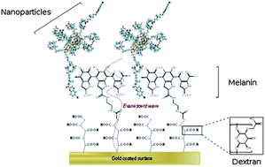 Graphical abstract: Development of gadolinium based nanoparticles having an affinity towards melanin