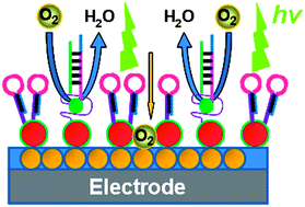 Graphical abstract: Label-free electrochemiluminescent detection of DNA by hybridization with a molecular beacon to form hemin/G-quadruplex architecture for signal inhibition