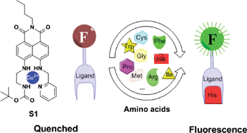 Graphical abstract: Highly selective, naked-eye and fluorescent “off-on” probe for detection of histidine/histidine-rich proteins and its application in living cell imaging