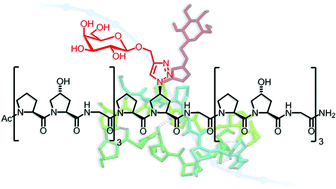 Graphical abstract: Conformational stability of collagen triple helices functionalized in the Yaa position by click chemistry