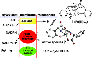 Graphical abstract: Biological activity of Fe(iii) aquo-complexes towards ferric chelate reductase (FCR)