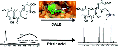 Graphical abstract: Unexpected enzyme-catalyzed regioselective acylation of flavonoid aglycones and rapid product screening