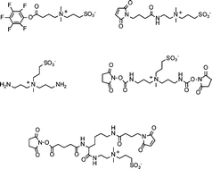 Graphical abstract: Zwitterionic reagents for labeling, cross-linking and improving the performance of chemiluminescent immunoassays