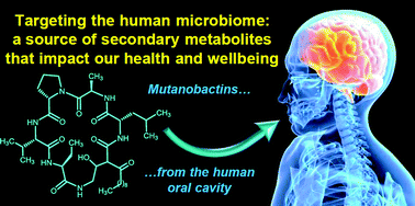 Graphical abstract: Fungal biofilm inhibitors from a human oral microbiome-derived bacterium