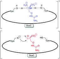 Graphical abstract: Characterization of DcsC, a PLP-independent racemase involved in the biosynthesis of d-cycloserine