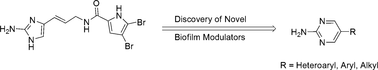 Graphical abstract: 2-Aminopyrimidine as a novel scaffold for biofilm modulation