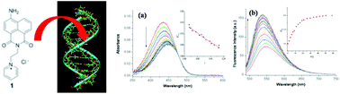 Graphical abstract: Synthesis and photophysical evaluation of a pyridinium 4-amino-1,8-naphthalimide derivative that upon intercalation displays preference for AT-rich double-stranded DNA