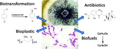 Graphical abstract: The microbial cell factory